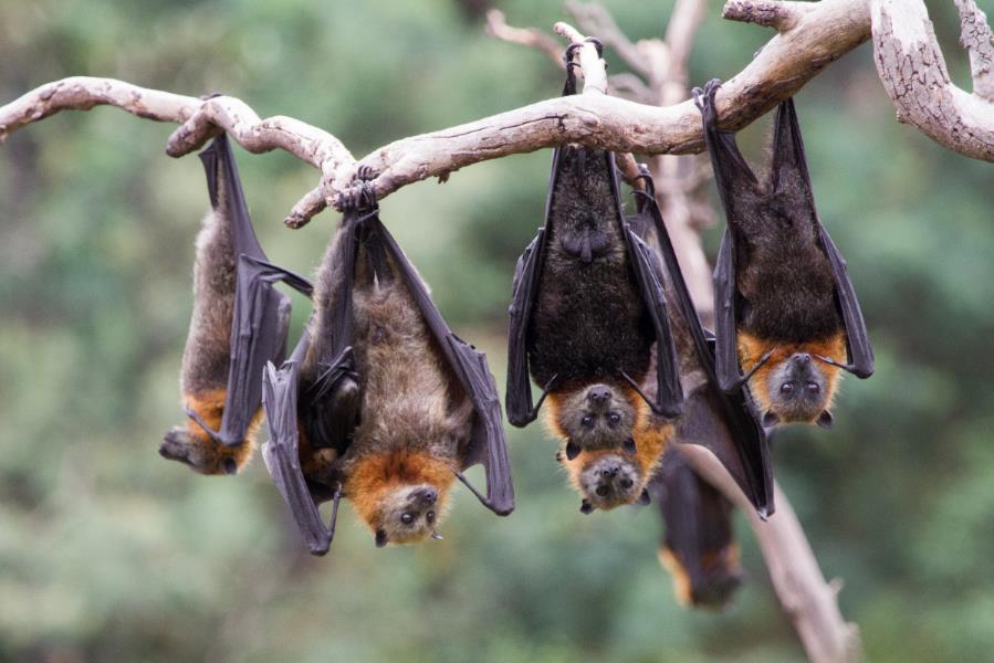 Grey-Headed Flying Fox.jpg