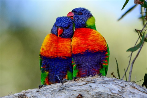20240209-rainbow lorikeets.jpg