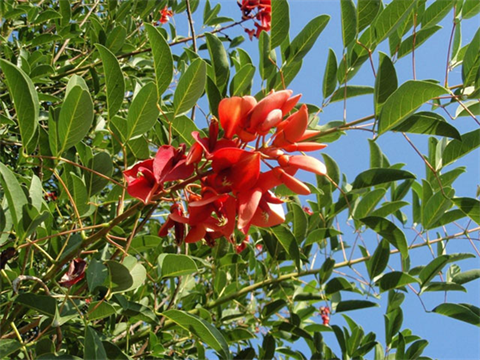 Cockspur Coral Tree.png