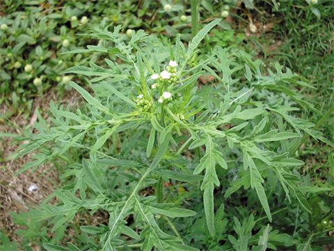 Parthenium weed.png