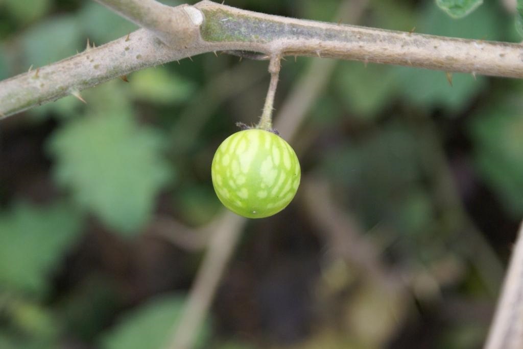 Weed Of The Month Tropical Soda Apple Kempsey Shire Council Working With The Macleay Valley