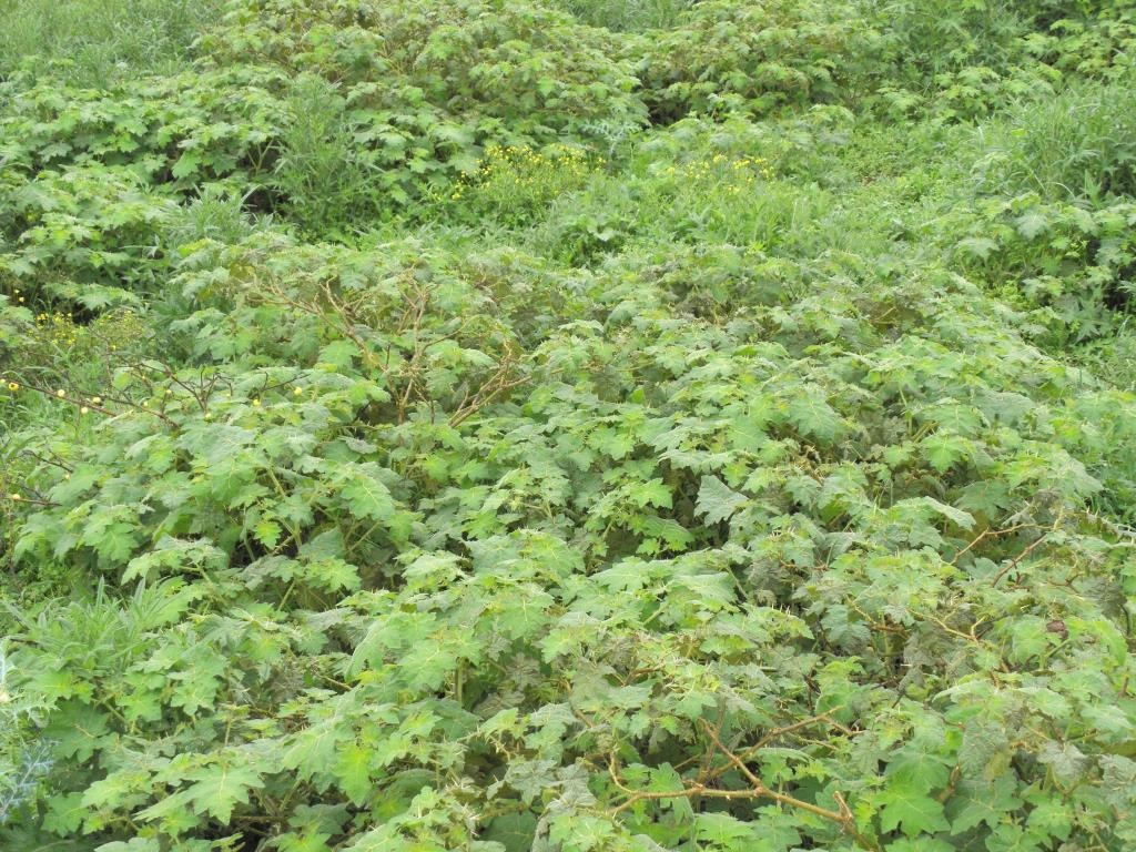 Tropical soda apple thicket.jpg
