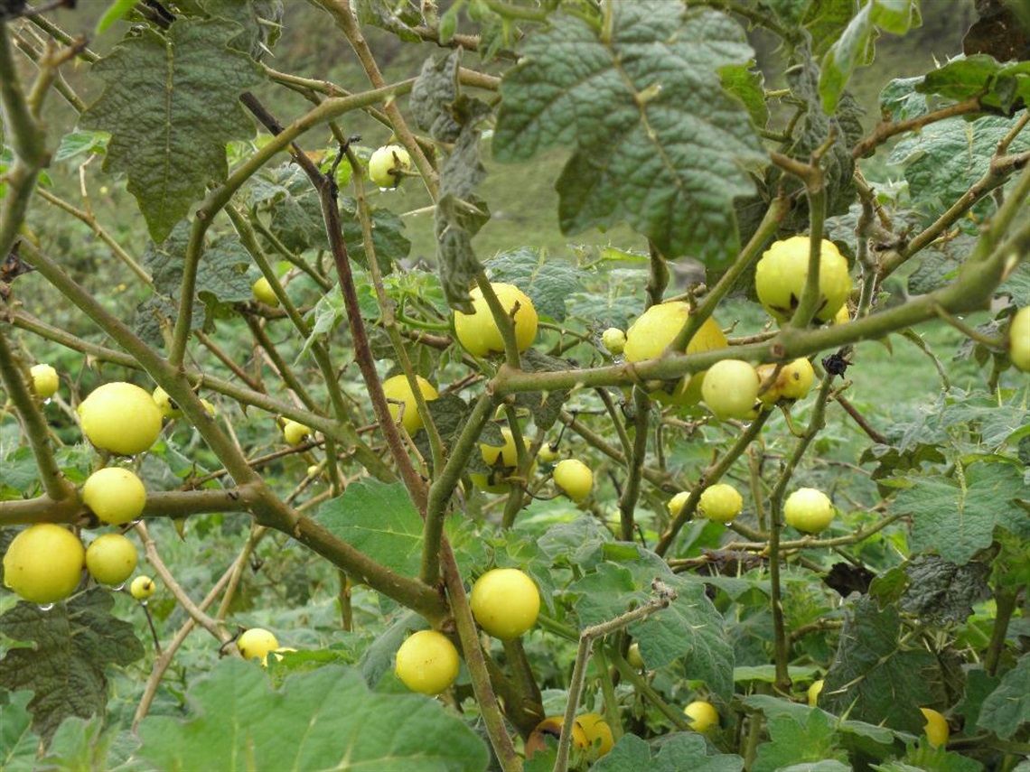 Tropical Soda Apple.jpg