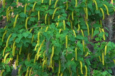 Chinese Tallow weed.png
