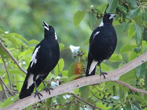 magpies-800px.jpg