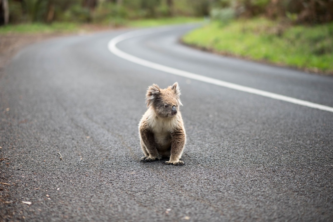 koala on road_shutterstock.jpg