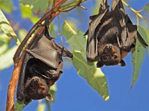 flying foxes hanging upside down in a tree