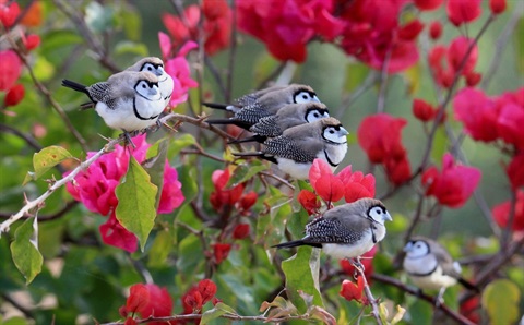 A photo off Peter van-Haeff of Double Barred Finches in a Bougainvillea will be featured in the WildlifeExhibition.jpg