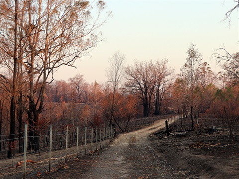 bushfire-recovery.jpg