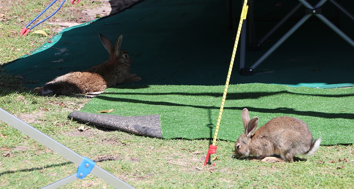 Rabbits in Crescent Head holiday park