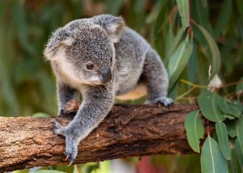 baby koala walking along a tree branch