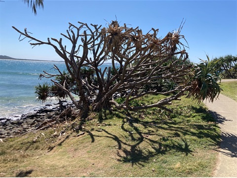 Pandanus Trees along Crescent Head foreshore