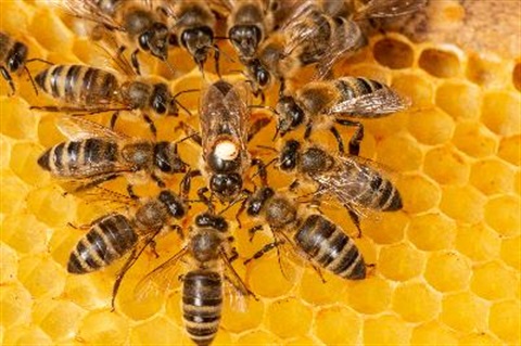 bees in honeycomb