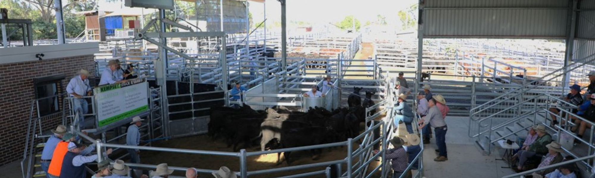 saleyard update.png