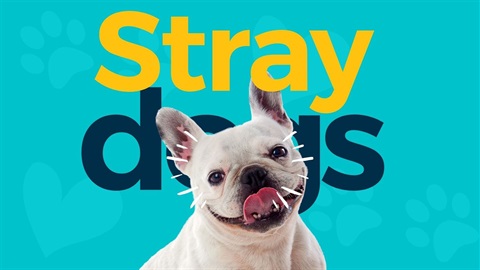 Stray_Dogs_presentation.jpg