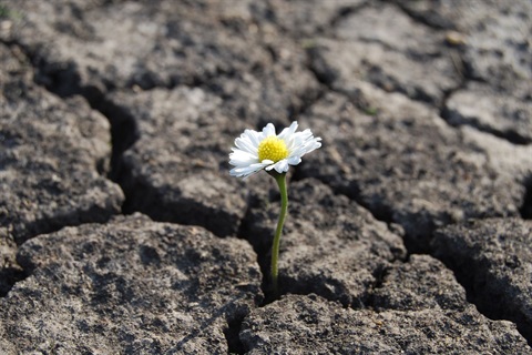 flower-has-grown-in-arid-cracked-barren-soil-2023-11-27-05-20-49-utc.JPG