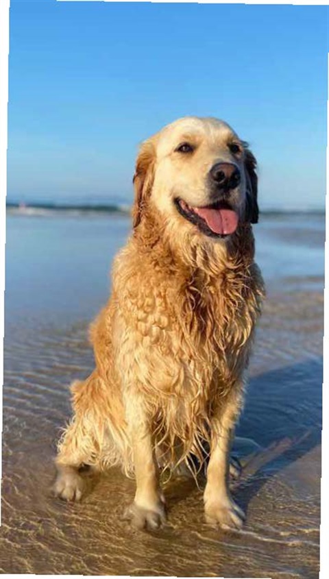 Rules of play for your pooch