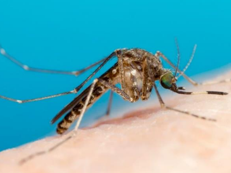 Culex-annulirostris-commonbanded-mosquito.PNG