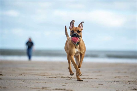 Dog on beach