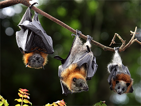 grey headed flying fox.png