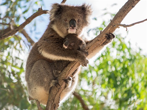 koala-joey-800px.jpg