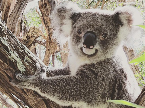 A koala in a eucalypt tree