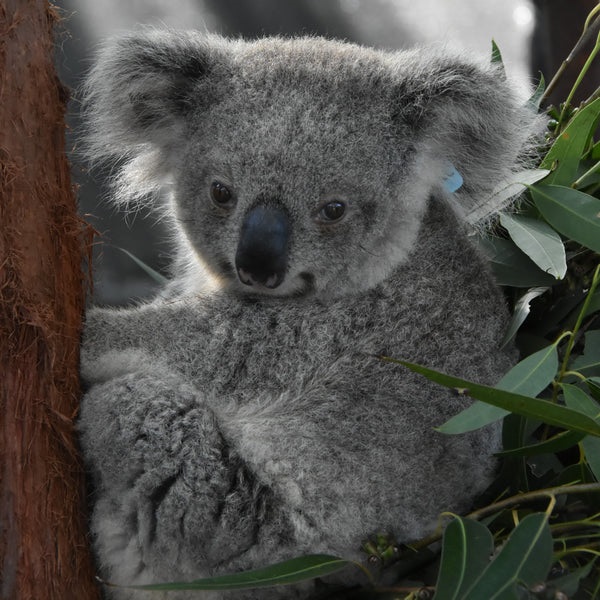 Maria River Road Jan - Port Macquarie Koala Hospital and Koala Conservation Australia Ltd. (1).jpg