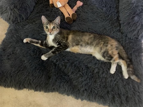 Gigi
