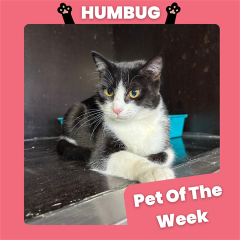 POTW- Template (3).png