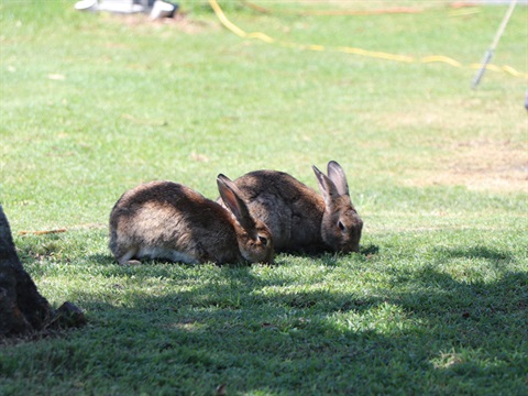 Rabbits in Crescent Head holiday park