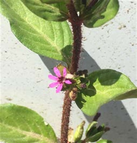 Factsheet-Colombian-waxweed.jpeg