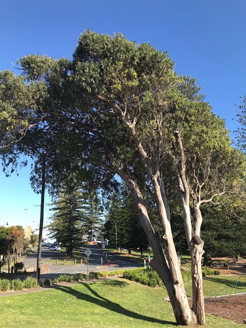 a sick tree near a playground
