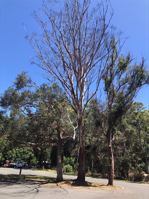 Back-Creek-SWR-Removal- Tree.jpeg