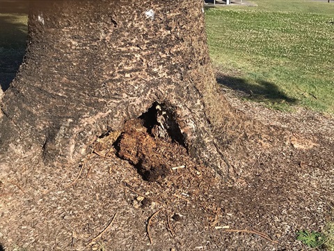The declining stump at Horseshoe Bay Reserve