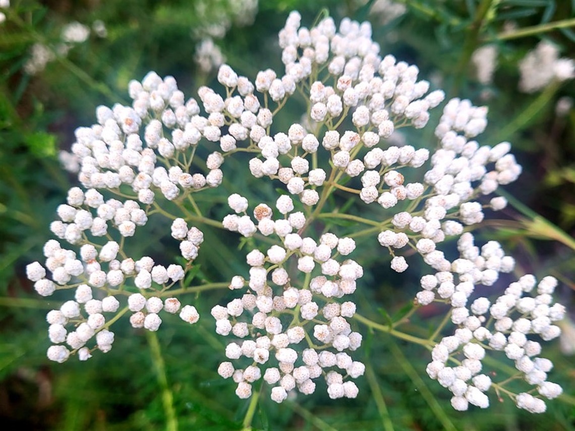 a plant with clusters of white flowers