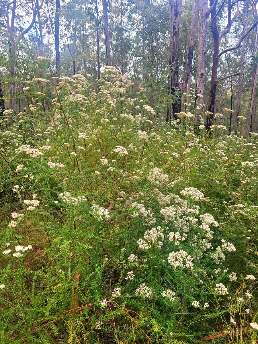 a plant with clusters of white flowers