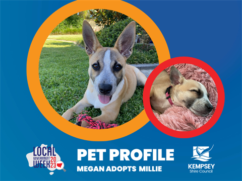 Local pet adoption top
