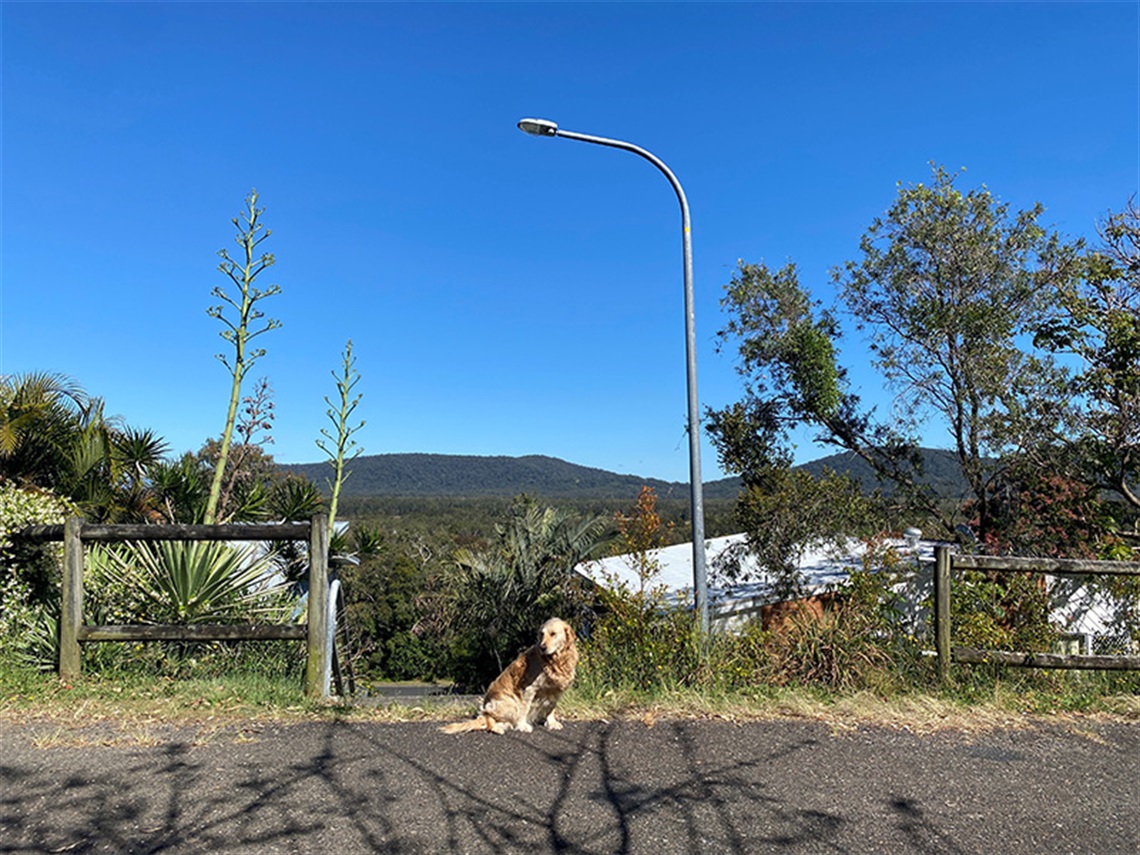 a dog sitting near a streetlight