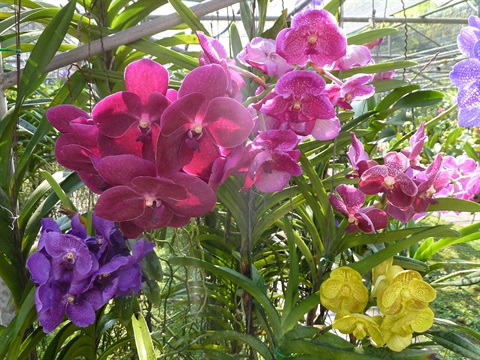 ORCHIDS-many.jpg
