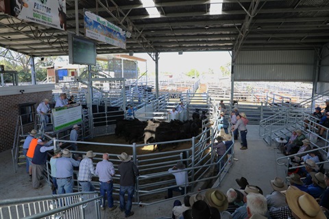 Kempsey Saleyards During A Sale On Thursday 8 March 2025