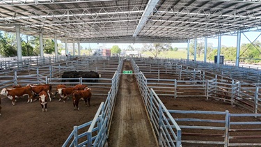 Kempsey-Regional-Saleyards-upgrade-yards.jpg