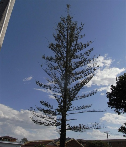 a sick tree on a main road